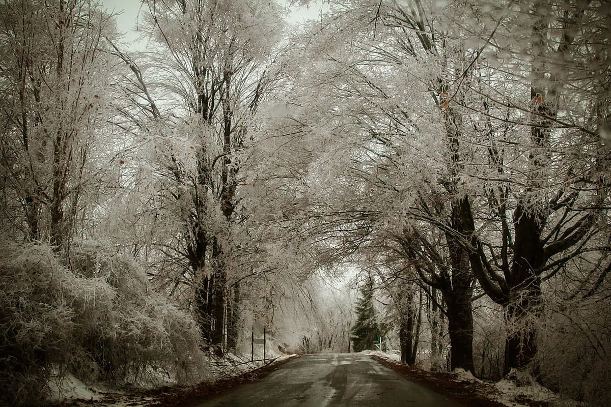 Route bordée d'arbres couverts de glace après une tempête de verglas